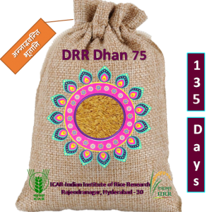 డిఆర్ఆర్ ధాన్  75 / डीआरआर धान 75 / DRR Dhan 75