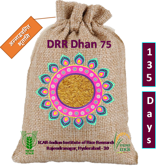 డిఆర్ఆర్ ధాన్  75 / डीआरआर धान 75 / DRR Dhan 75