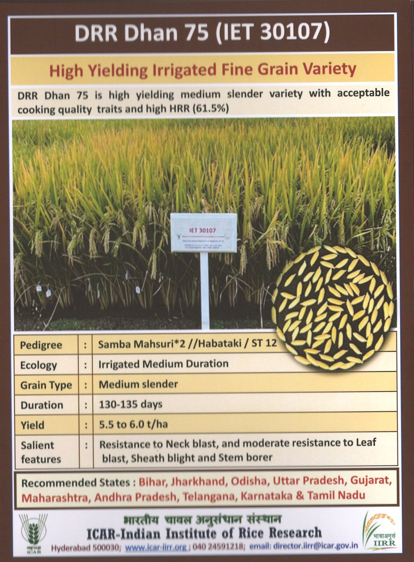 డిఆర్ఆర్ ధాన్  75 / डीआरआर धान 75 / DRR Dhan 75 - Image 3