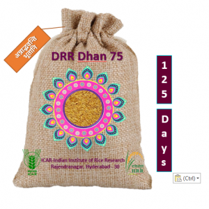 డి‌ఆర్‌ఆర్ ధాన్  75 / डीआरआर धान 75 / DRR Dhan 75