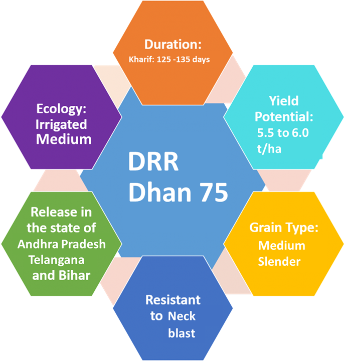 డిఆర్ఆర్ ధాన్  75 / डीआरआर धान 75 / DRR Dhan 75 - Image 2